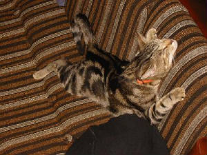 brigitscats1.jpg
