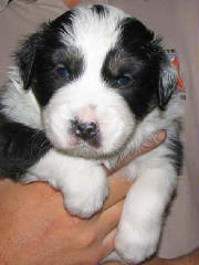 coop4wks.jpg