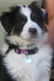 coop8wks2.jpg