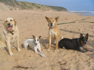 dogsatbeach222.jpg
