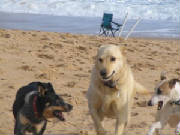 dogsbeach022.jpg