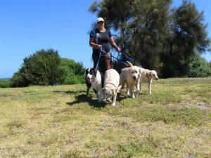 medogwalking.jpg